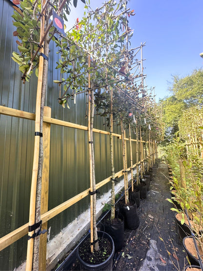 200cm / 14-16cm / 120x120cm / Freshly pleached / August