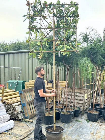 8-10cm / 120x120cm / Freshly pleached / September