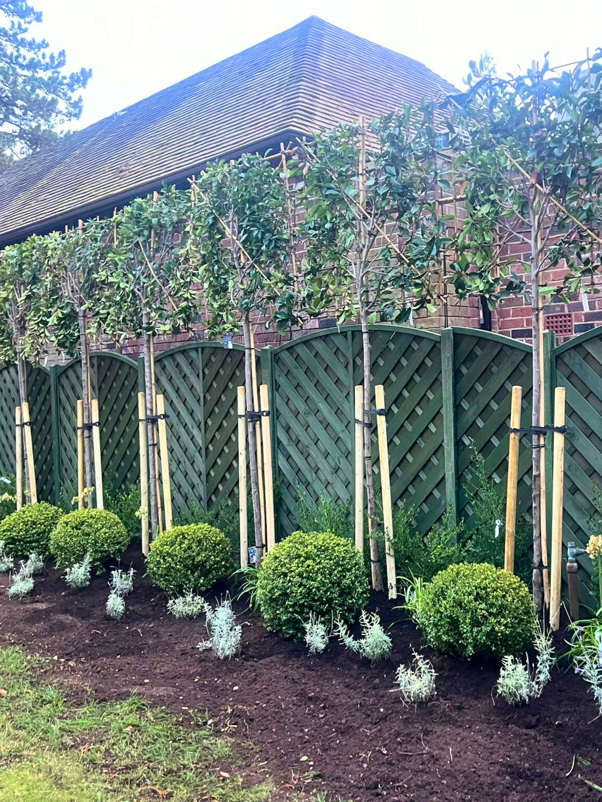 Pleached Red Robin Photinia | Premium Privacy Trees UK | Pleached Trees ...