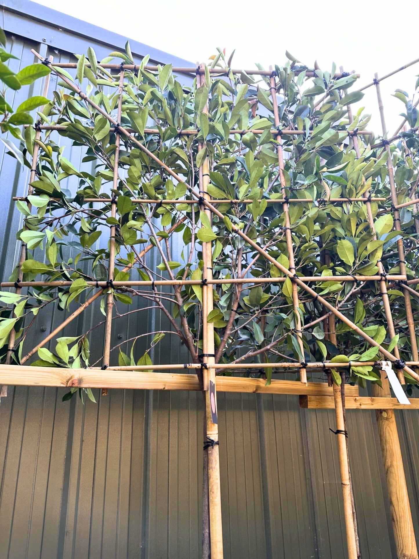 150cm / 10-12cm / 120x120cm / Freshly pleached / August