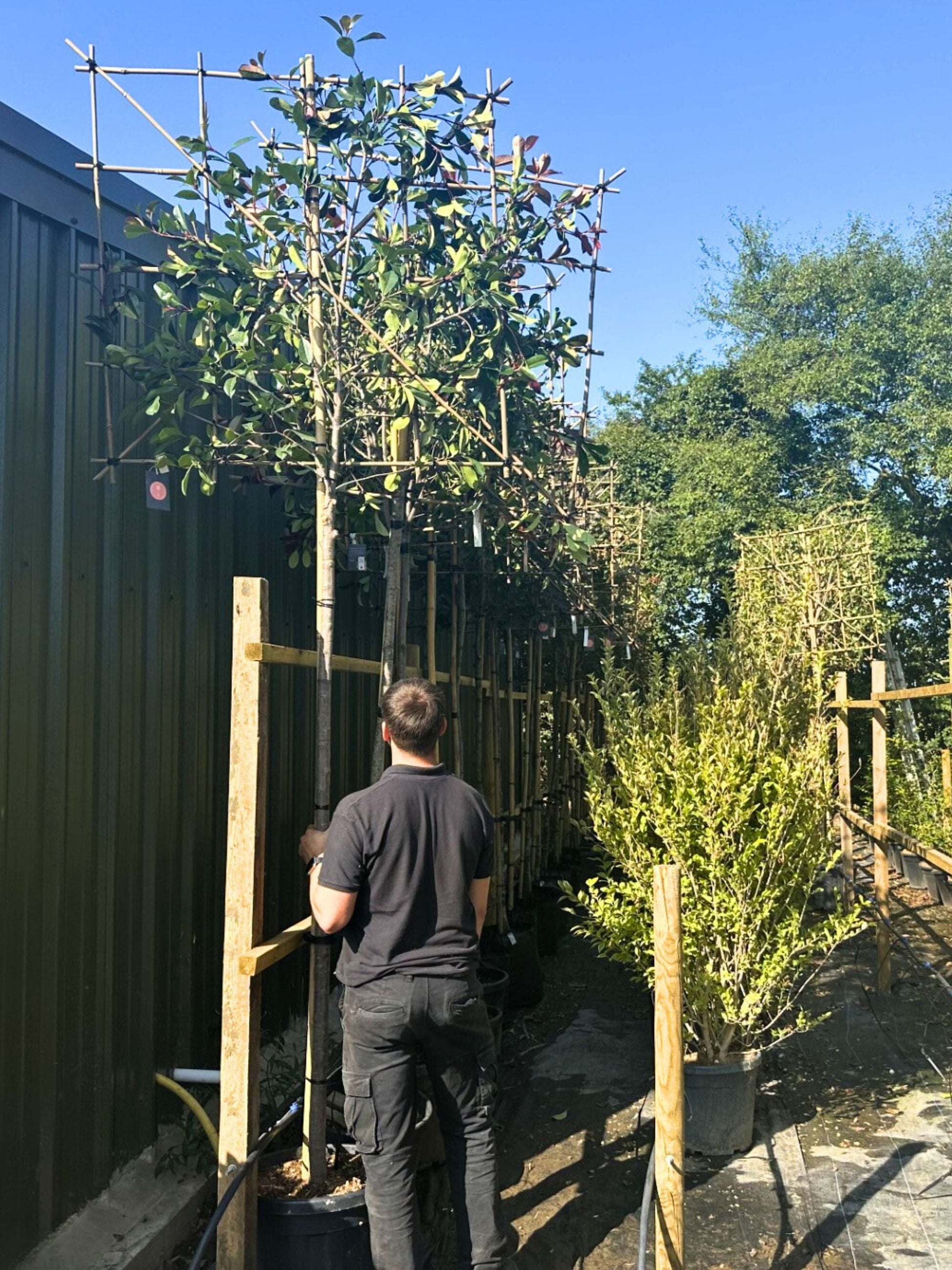 200cm / 12-14cm / 120x120cm / Freshly pleached / August