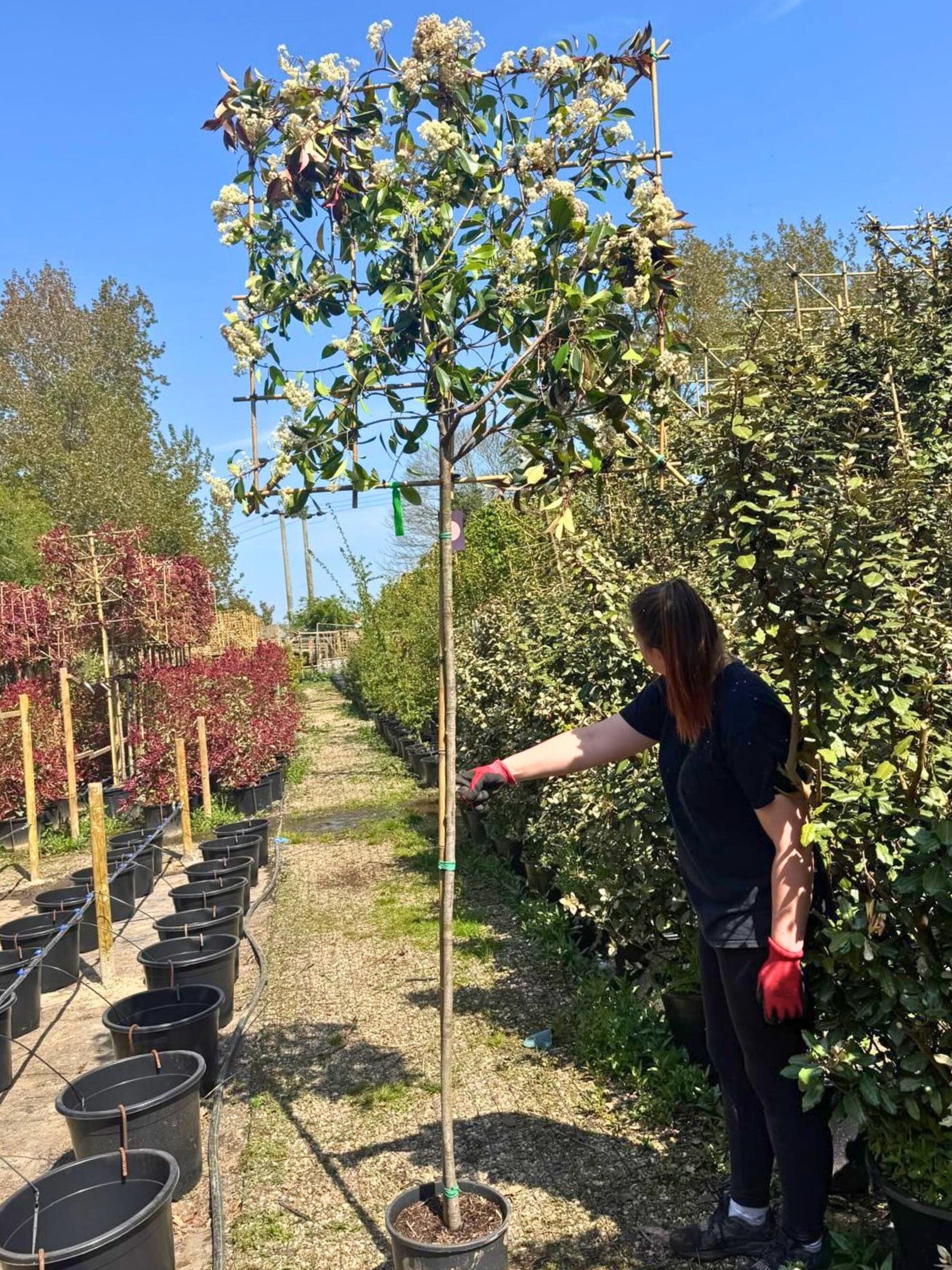 180cm / 10-12cm / 120x120cm / Freshly pleached / May