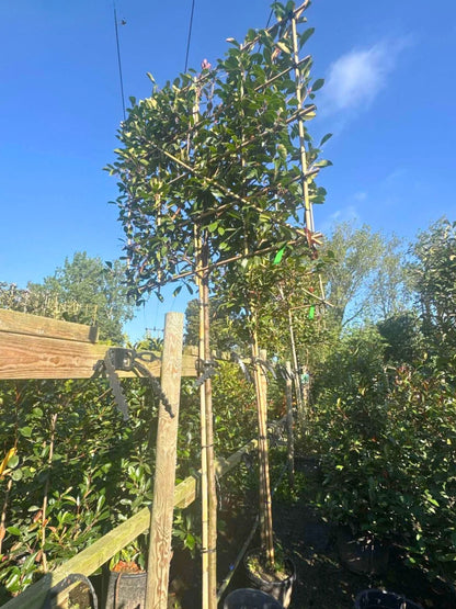 180cm / 12-14cm / 120x120cm / With growth / September