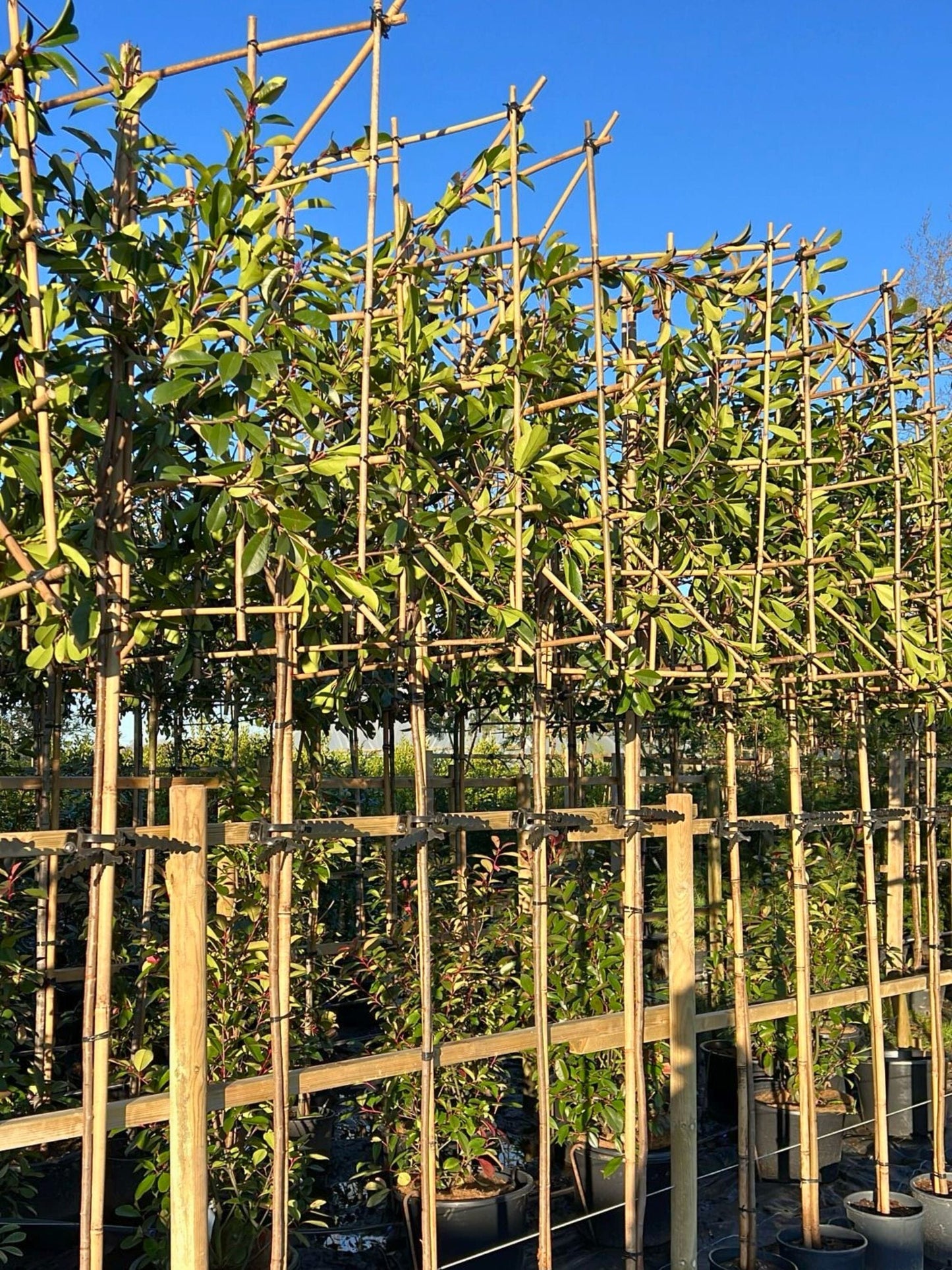 180cm / 6-8cm / 120x120cm / Freshly pleached / January