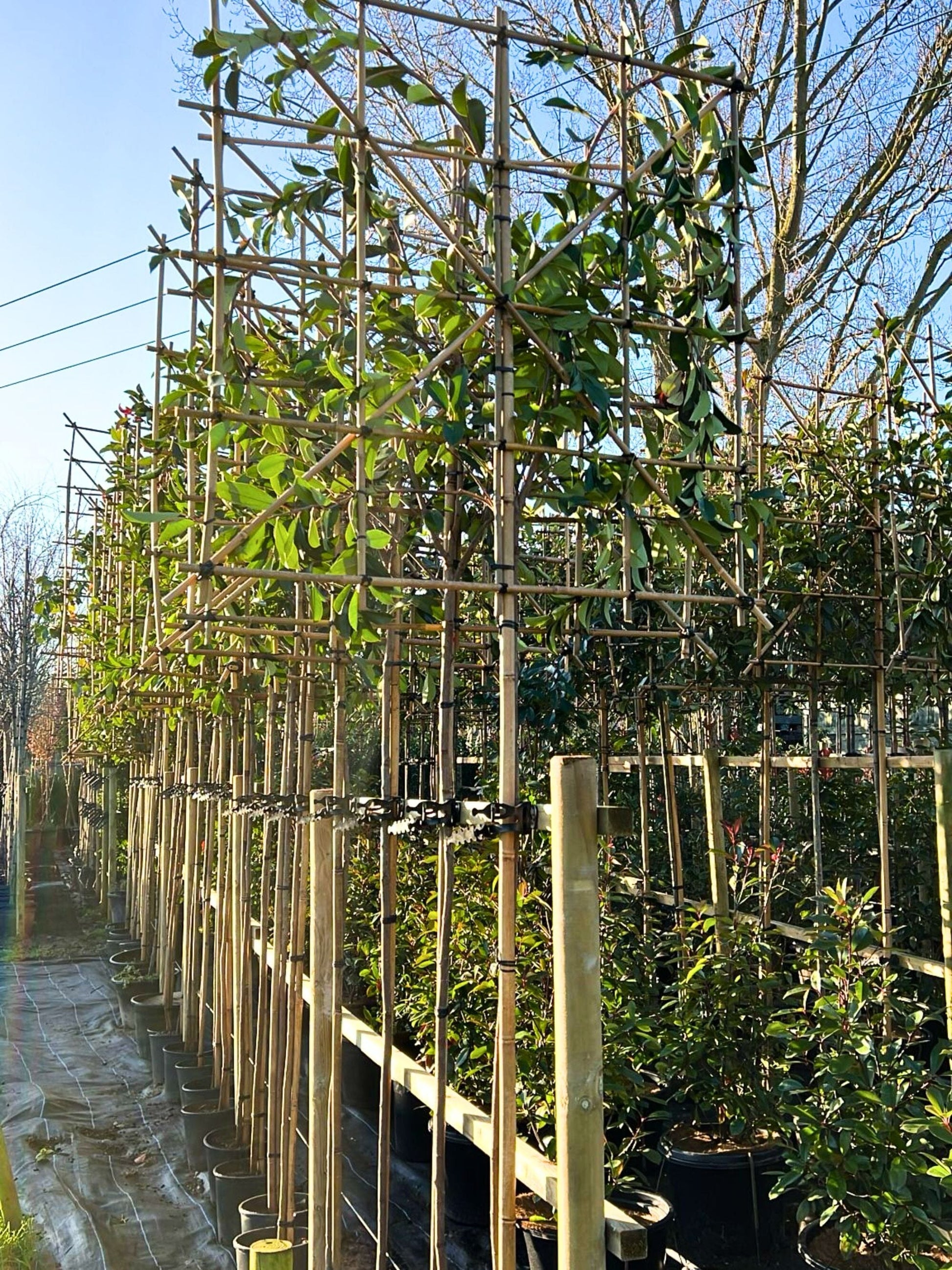 200cm / 8-10cm / 120x120cm / Freshly pleached / January