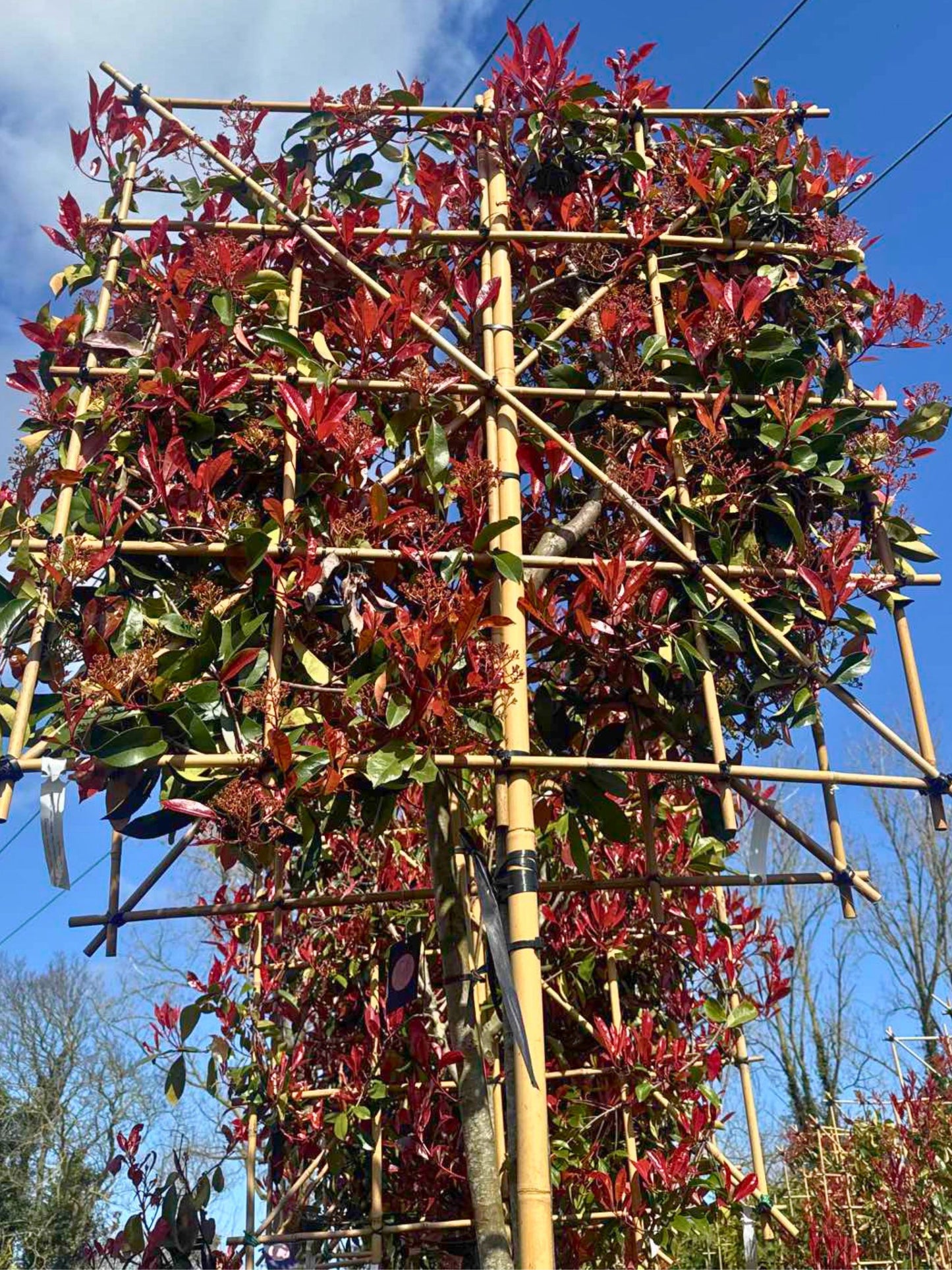 Red Robin Pleached Tree [Photinia × fraseri] for Privacy Screening | Freshly Pleached Trees