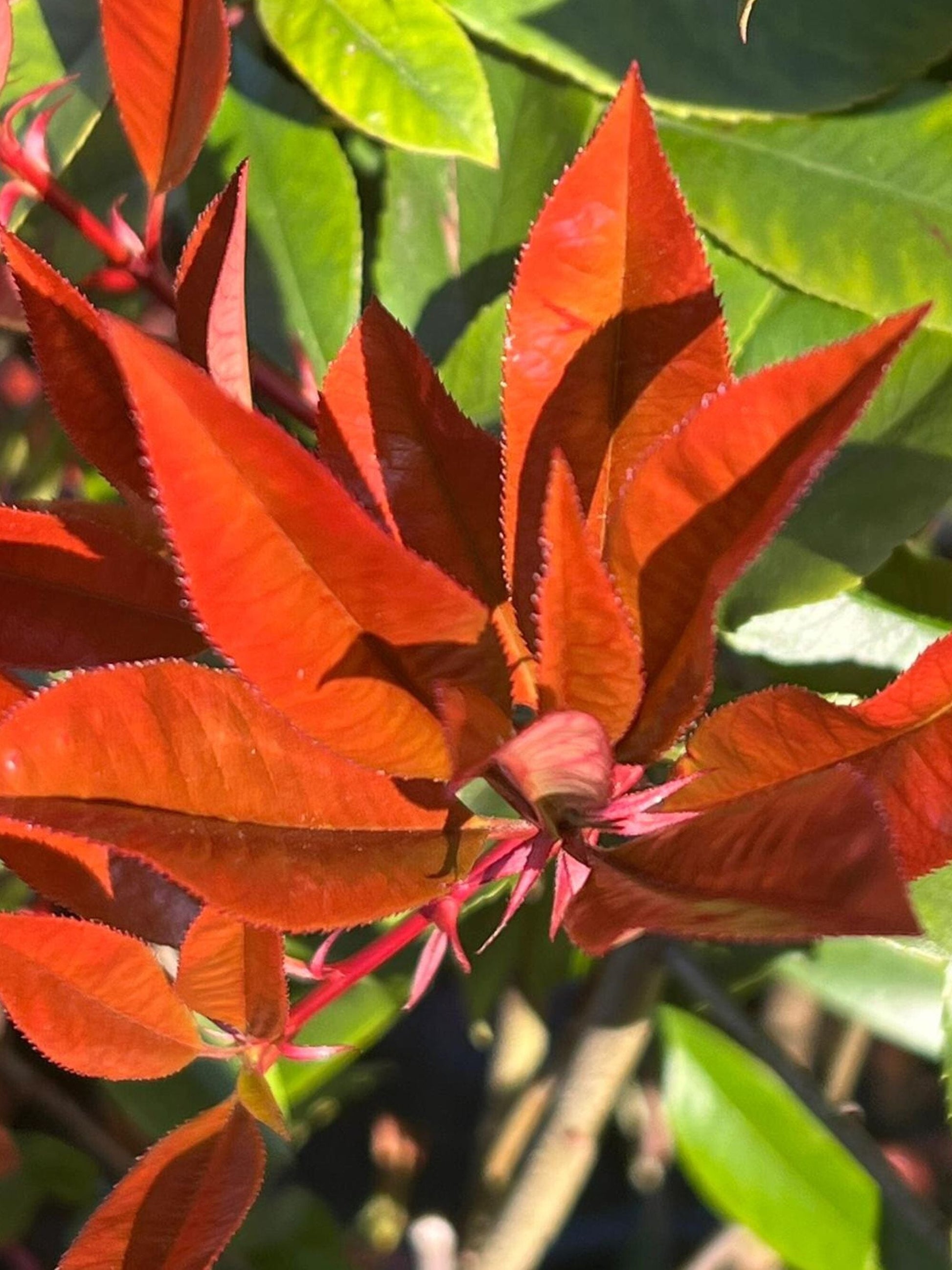 Close-up of red new growth in spring