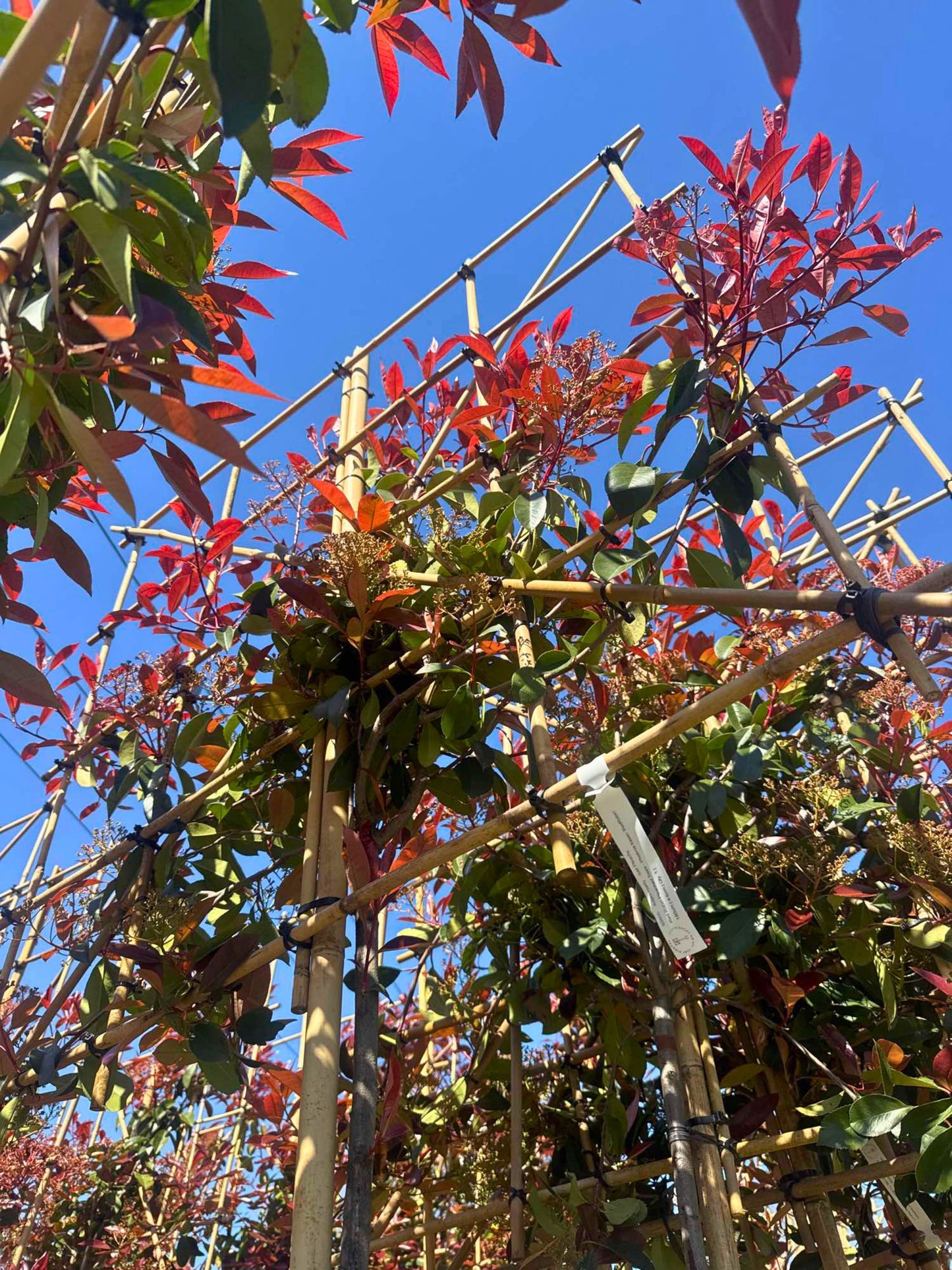 Red Robin Pleached Tree [Photinia × fraseri] for Privacy Screening | Freshly Pleached Trees