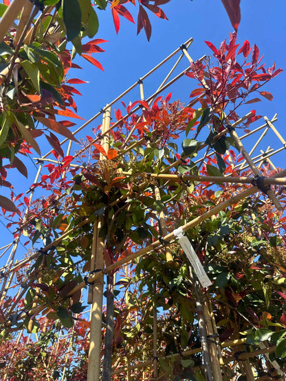 Red Robin Pleached Tree [Photinia × fraseri] for Privacy Screening | Freshly Pleached Trees