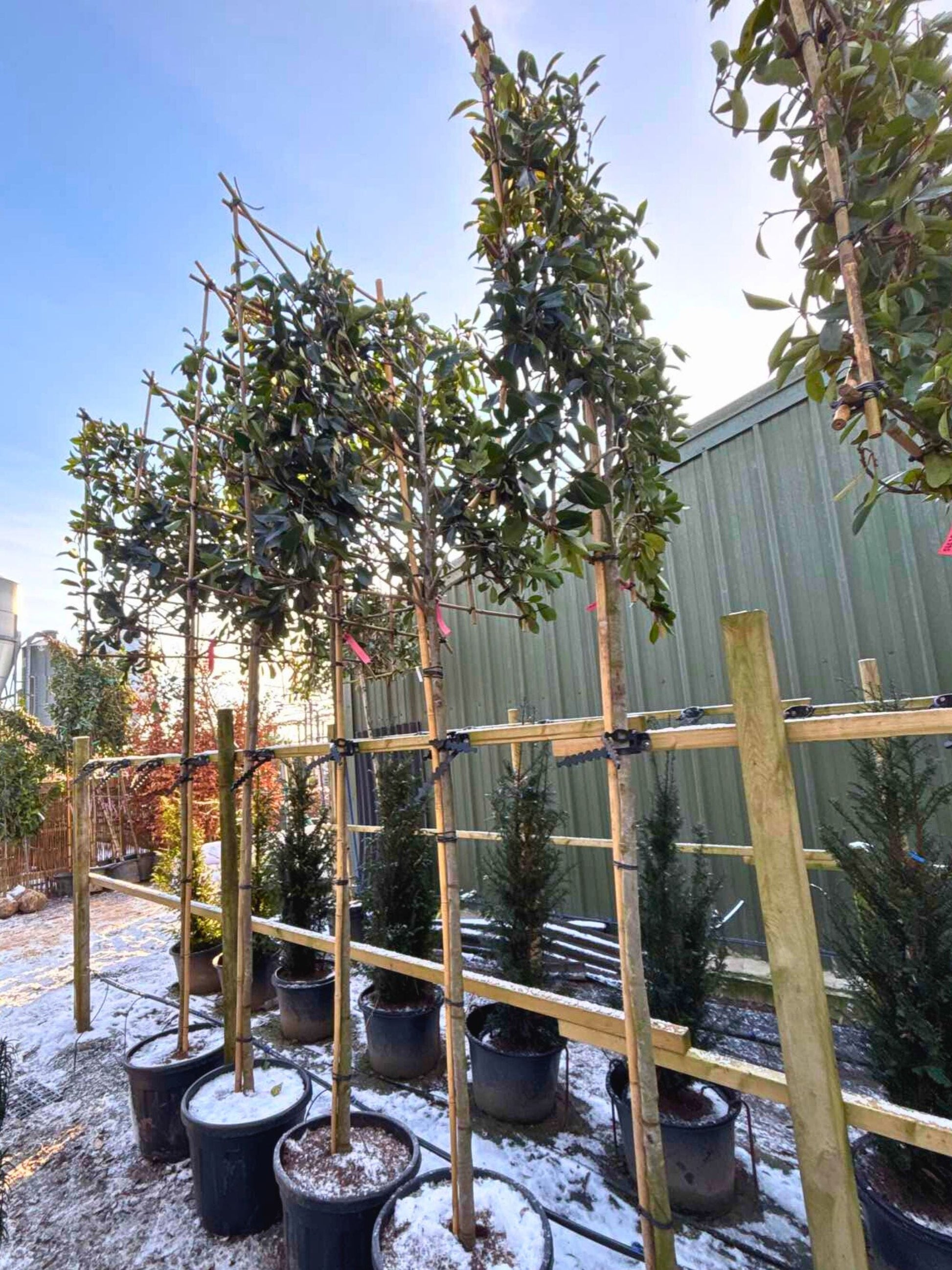 180cm / 12-14cm / 120x120cm / Freshly pleached / January