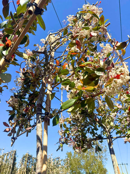 Red Robin Pleached Tree [Photinia × fraseri] for Privacy Screening | Freshly Pleached Trees