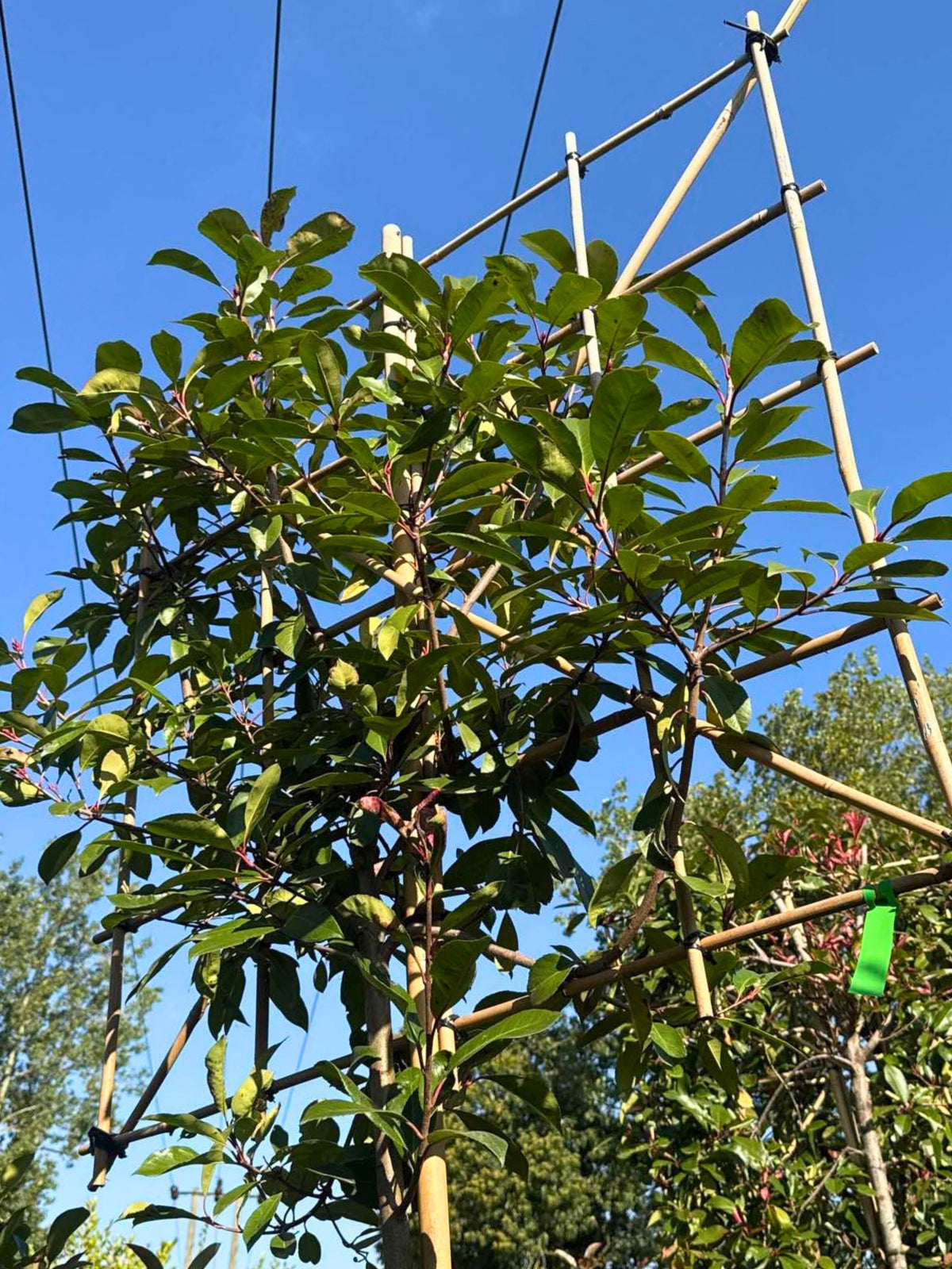 10-12cm / 120x120cm / Freshly pleached / September
