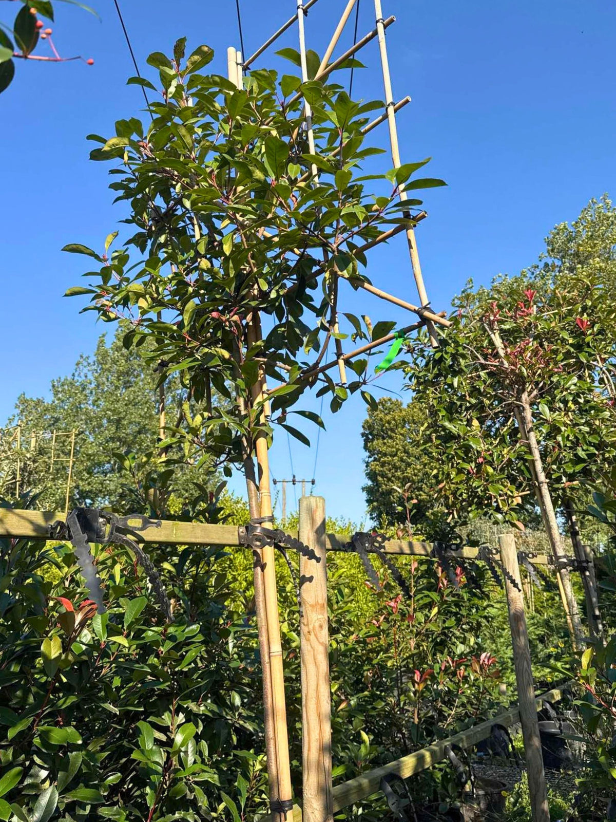 180cm / 10-12cm / 120x120cm / Freshly pleached / September