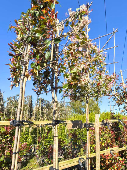 Red Robin Pleached Tree [Photinia × fraseri] for Privacy Screening | Freshly Pleached Trees