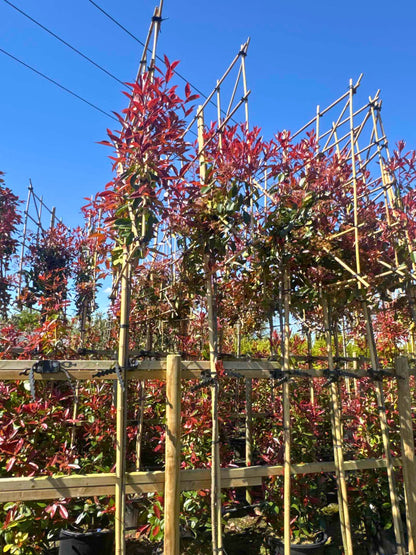 Red Robin Pleached Tree [Photinia × fraseri] for Privacy Screening | Freshly Pleached Trees