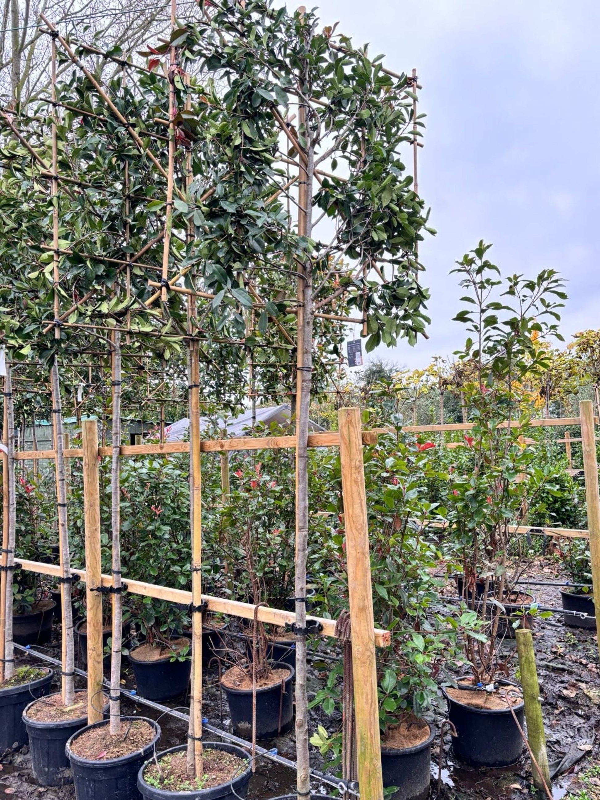 180cm / 10-12cm / 120x120cm / Freshly pleached / November