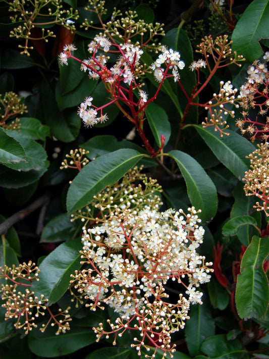 Close-up of foliage and flowers