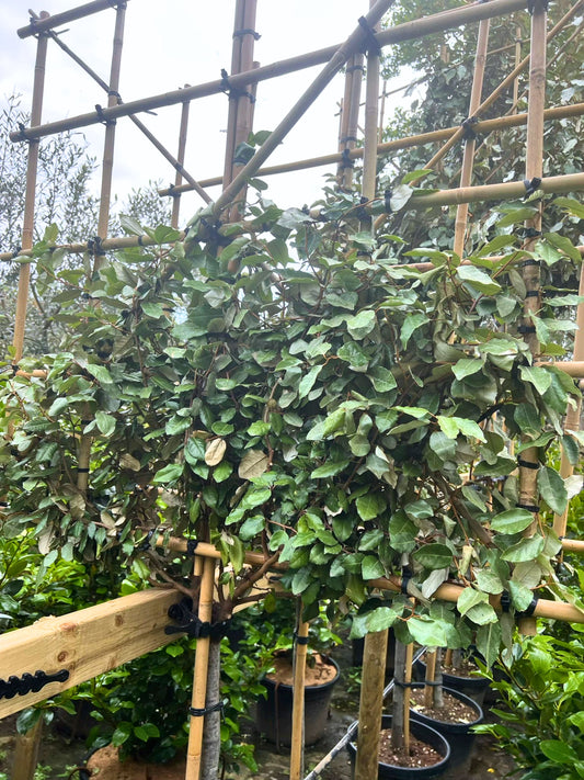 80cm / 10-12cm / 120x120cm / Freshly pleached / May