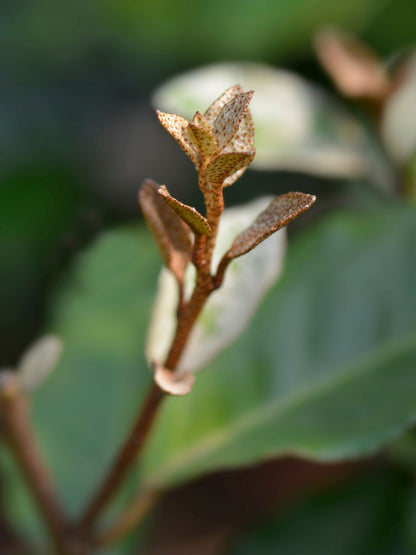 Close-up of new growth