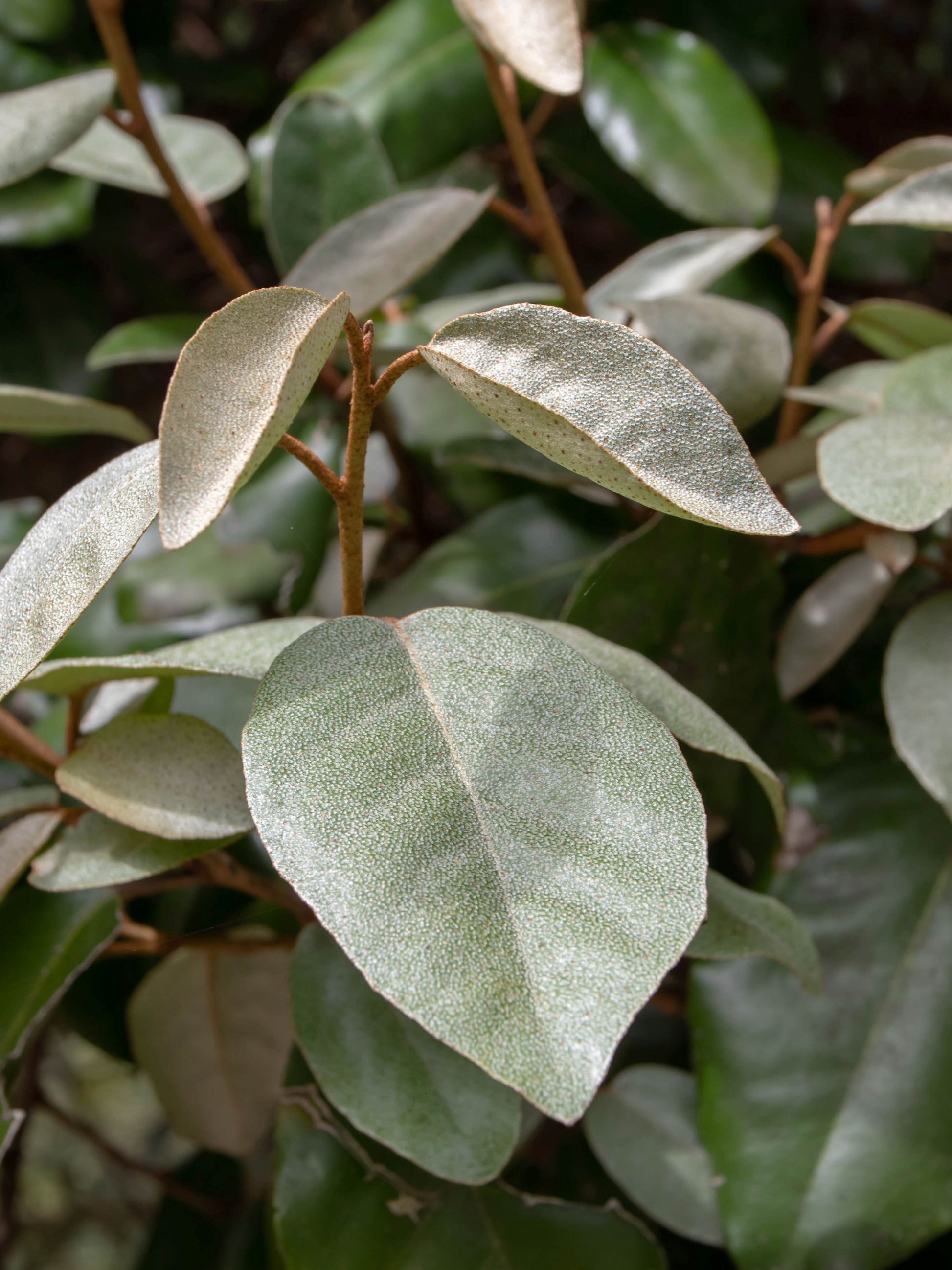 Close-up of foliage