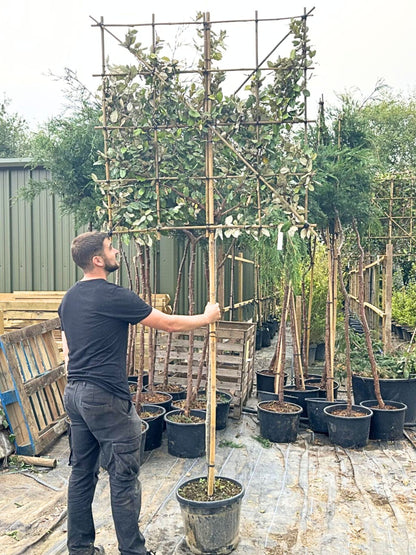 150cm / 10-12cm / 120x120cm / Freshly pleached / September