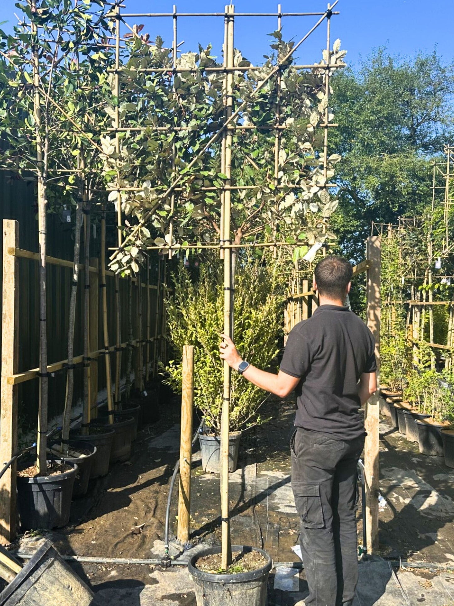 150cm / 12-14cm / 120x120cm / Freshly pleached / August