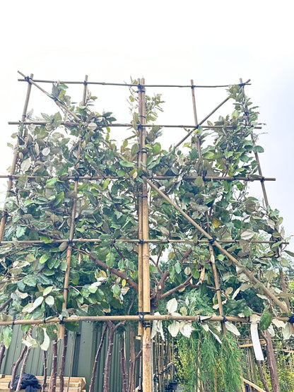 10-12cm / 120x120cm / Freshly pleached / September