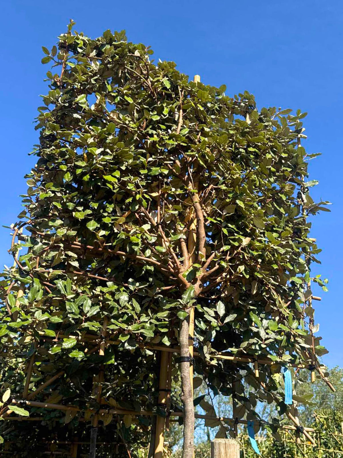 12-14cm / 120x120cm / With growth / September