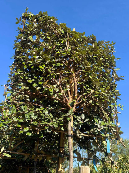 12-14cm / 120x120cm / With growth / September