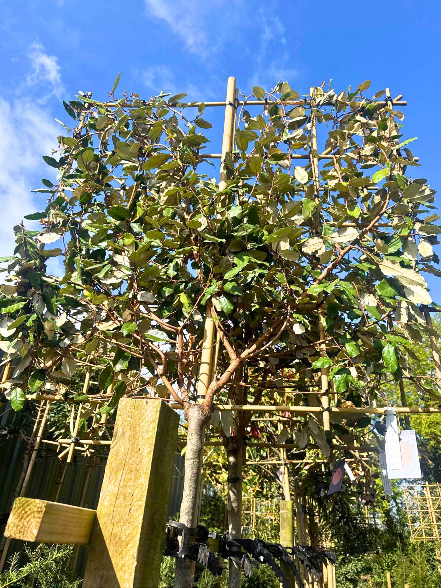 10-12cm / 120x120cm / With growth / May