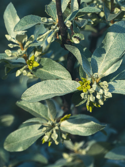 Close-up of flowers