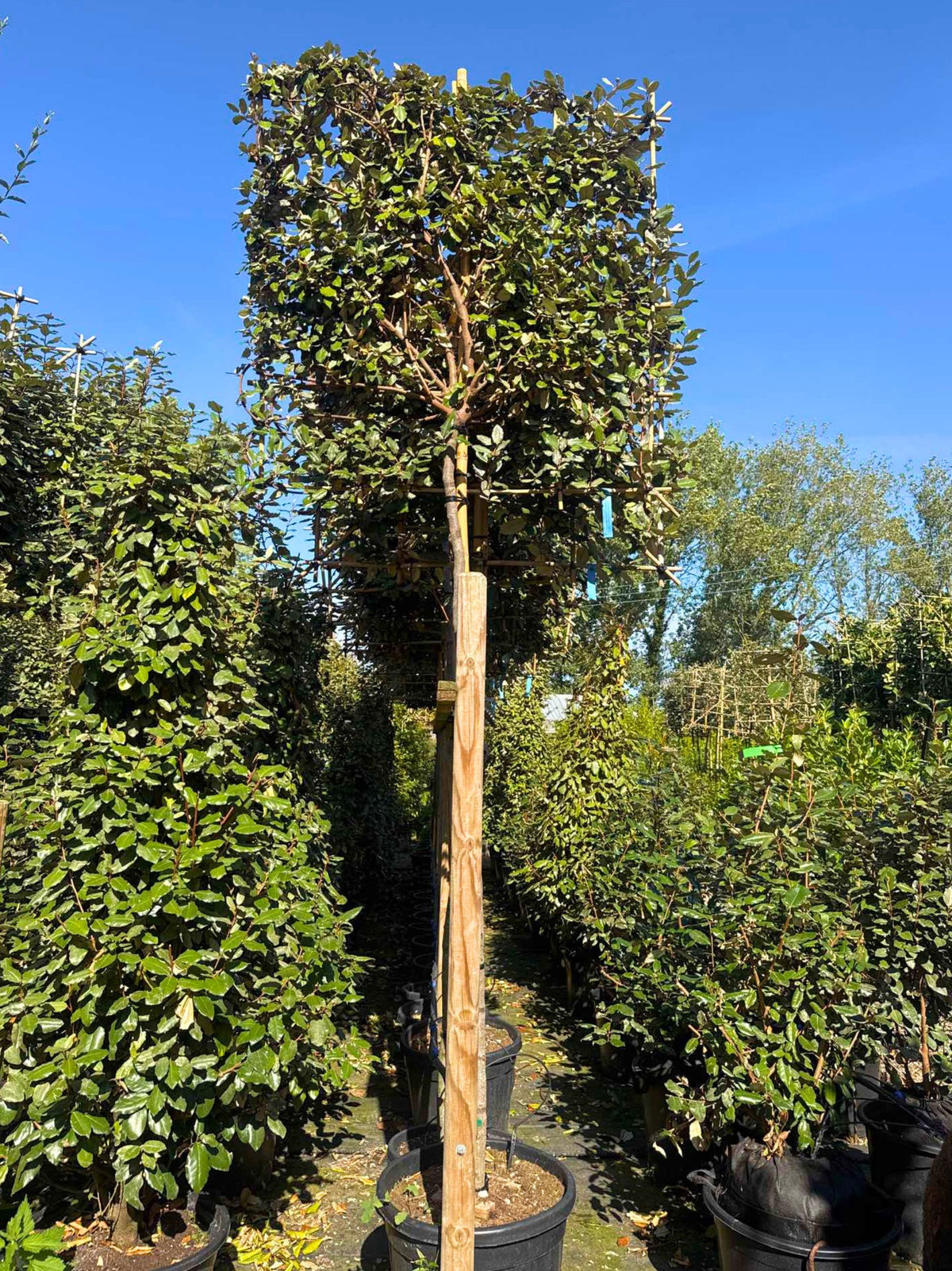 180cm / 12-14cm / 120x120cm / With growth / September