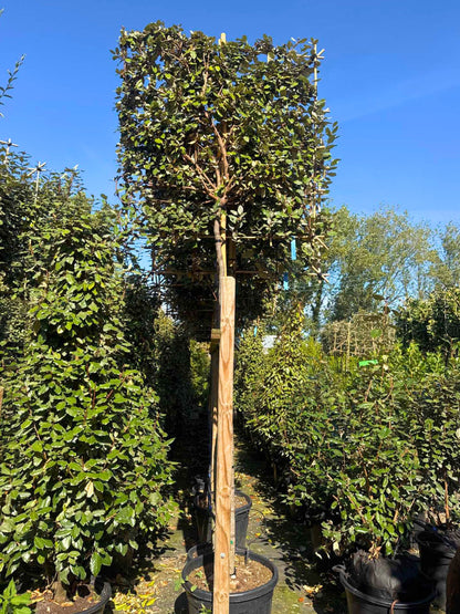 180cm / 12-14cm / 120x120cm / With growth / September