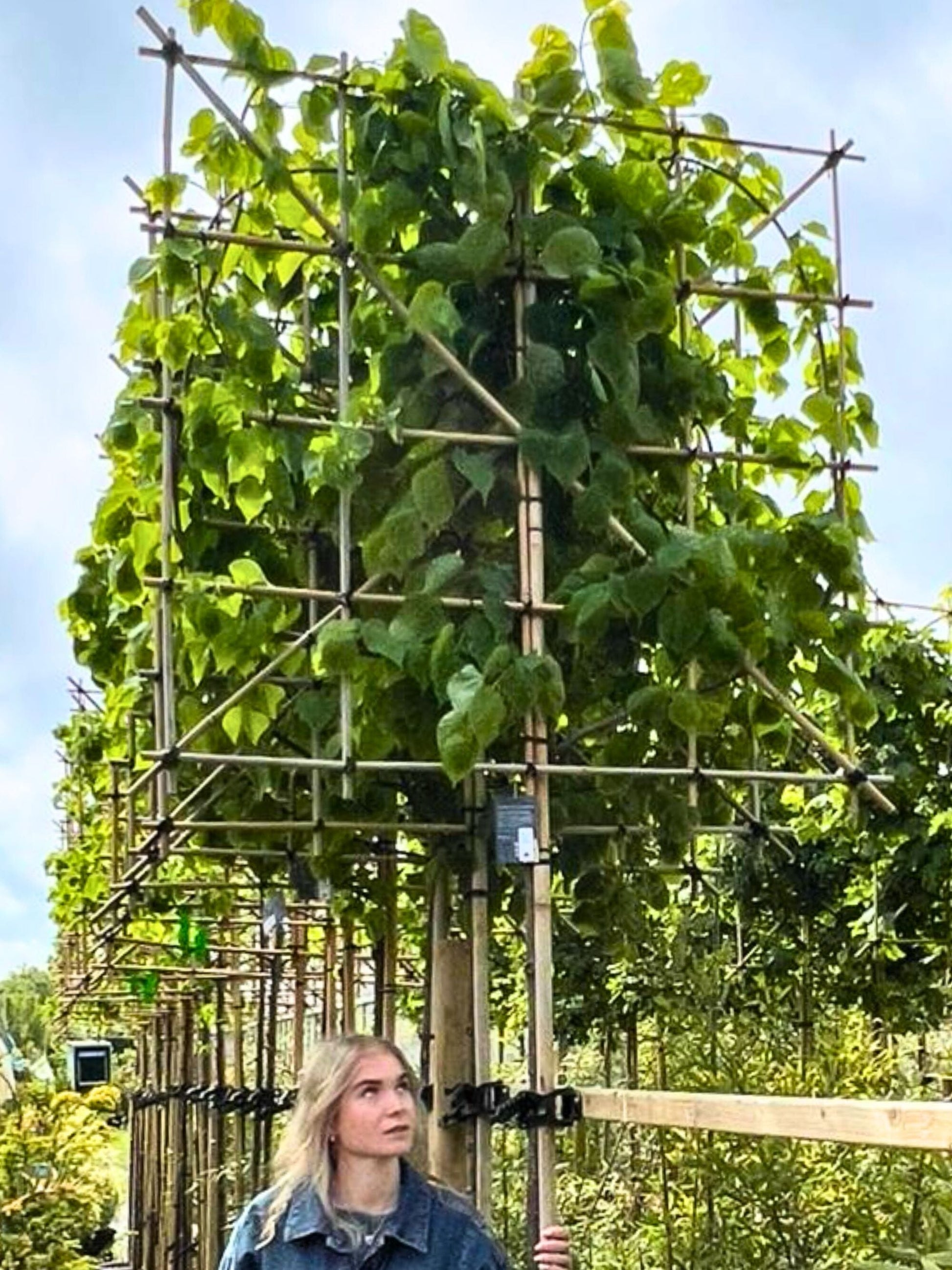 14-16cm / 120x120cm / With growth / May