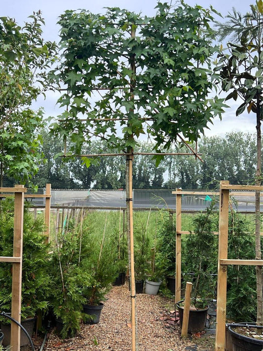 12-14cm / 120x120cm / Freshly pleached / July