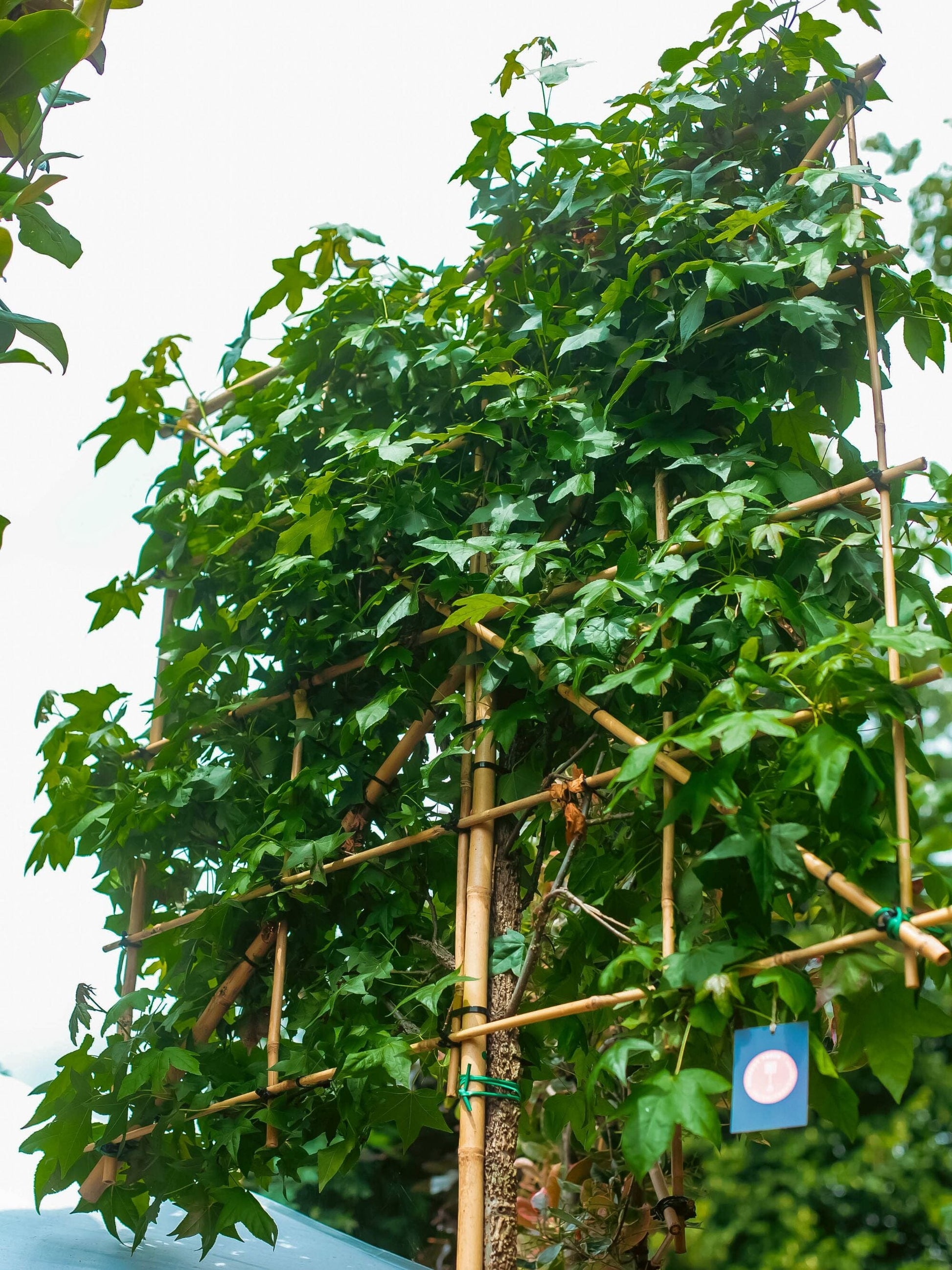 Pleached Sweetgum Tree at RHS Hampton Court Palace Garden Festival 2025
