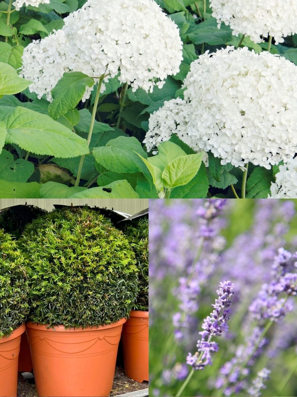 The White & Blue Garden | Ready-made Border for Planting Under Pleached Trees