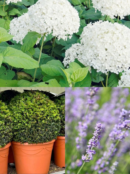 The White & Blue Garden | Ready-made Border for Planting Under Pleached Trees