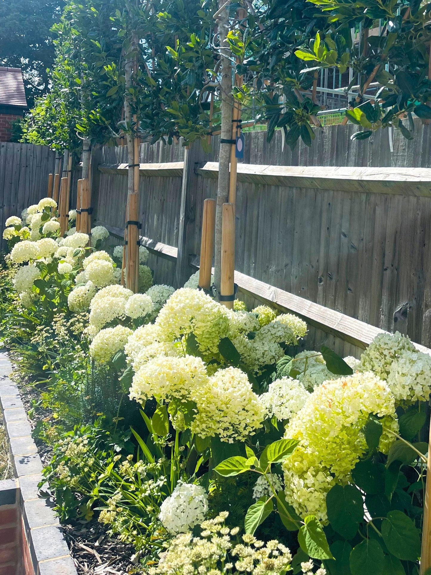 White Garden under Pleached Holly Trees  | Summer | In the first year