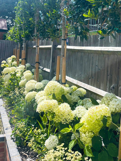 White Garden under Pleached Holly Trees  | Summer | In the first year