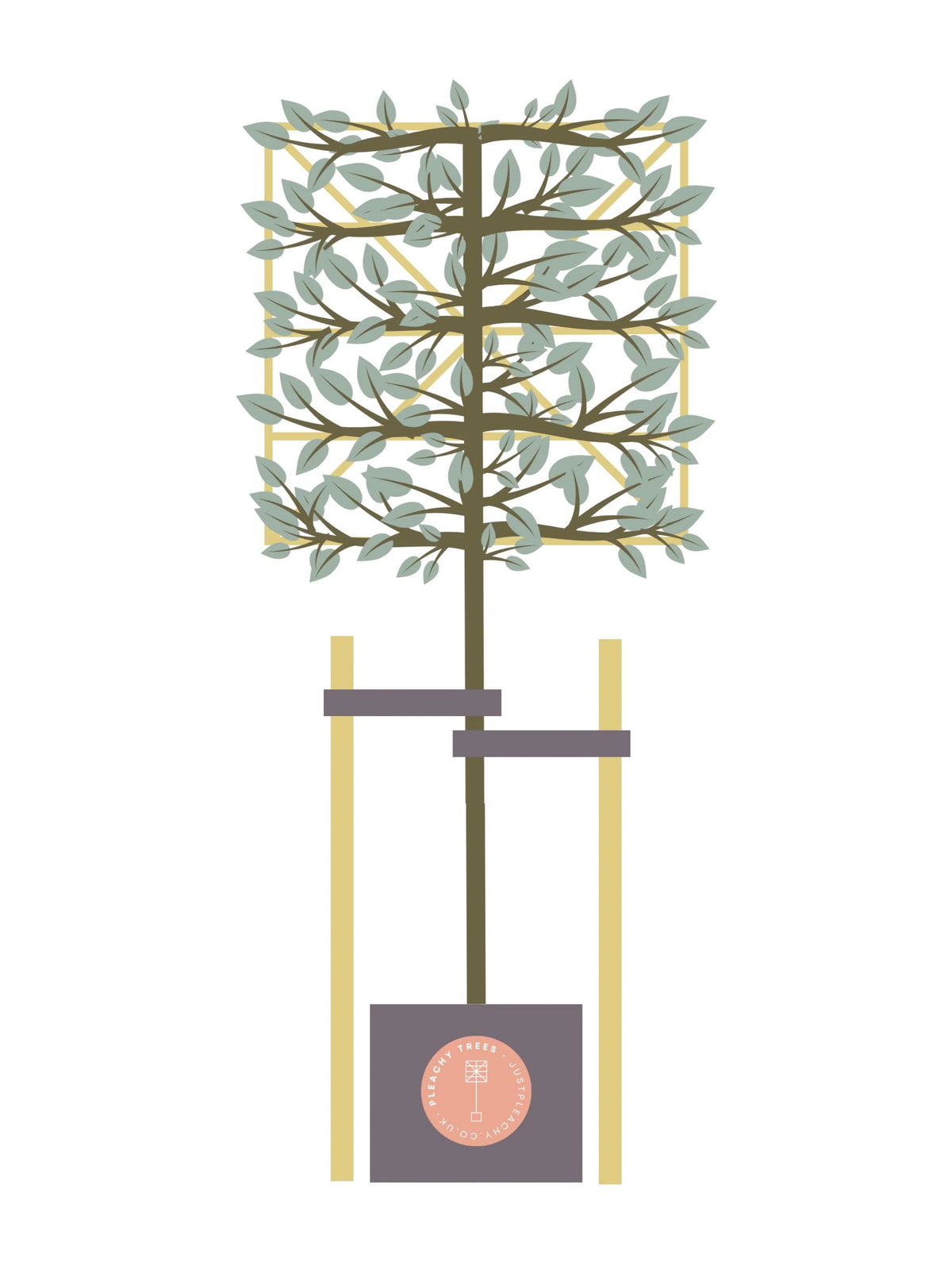 Tree Staking Kit | Double Stakes & Ties for Pleached Trees | Pleached ...