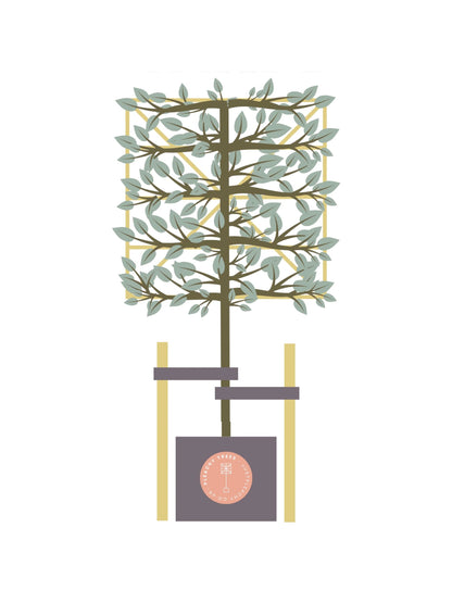 Tree Staking Kit | Double Stakes | Suitable for a 80-120cm Clear Stem Tree