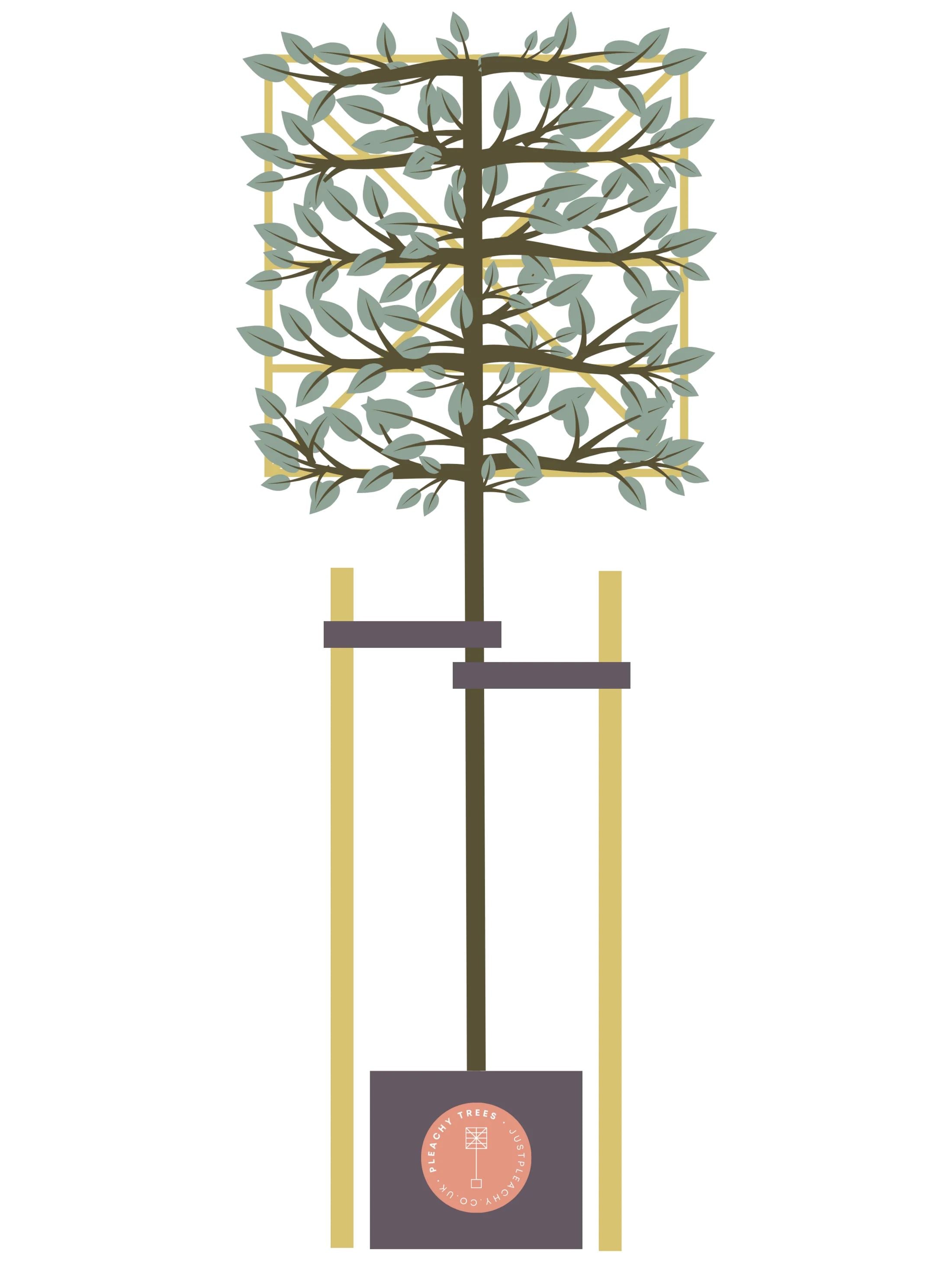Tree Staking Kit | Double Stakes & Ties for Pleached Trees | Pleached ...