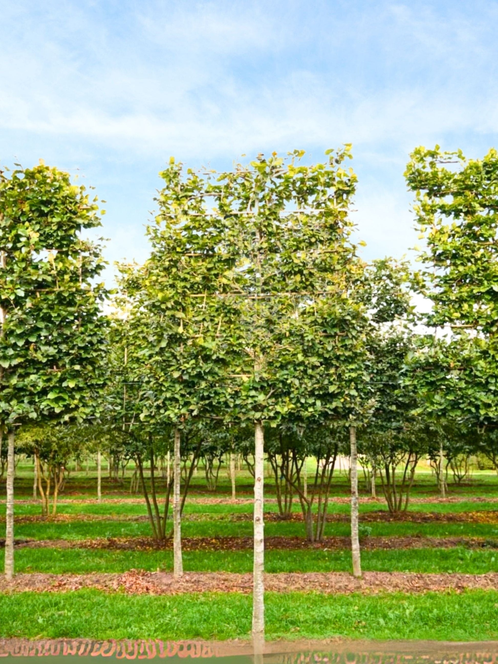 Ultra-Mature Beech Pleached Tree [Fagus sylvatica] for Privacy Screening | Mature Pleached Trees