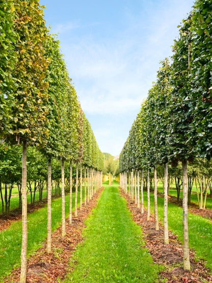 Ultra-Mature Beech Pleached Tree [Fagus sylvatica] for Privacy Screening | Mature Pleached Trees