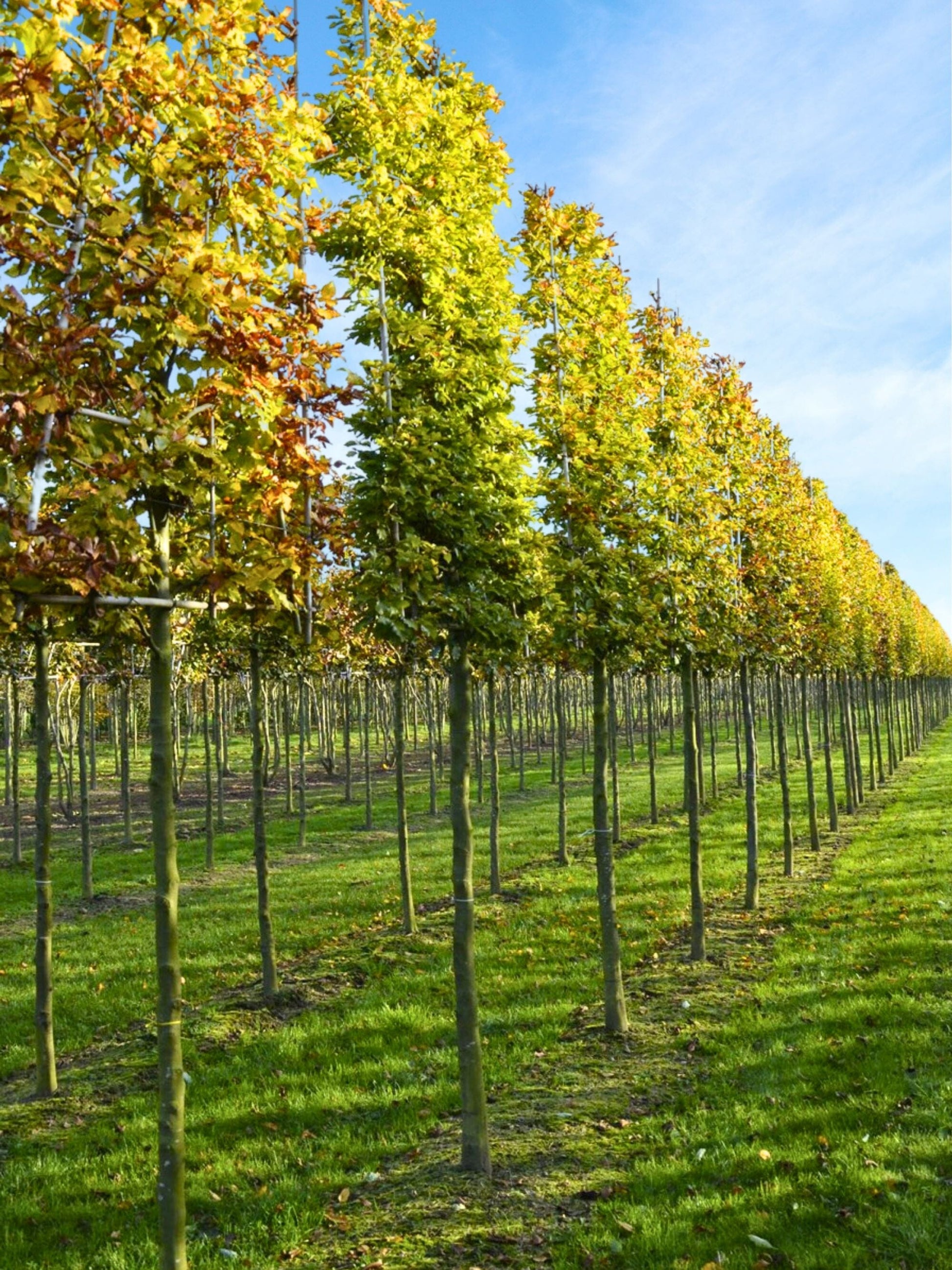 Ultra-Mature Beech Pleached Tree [Fagus sylvatica] for Privacy Screening | Mature Pleached Trees