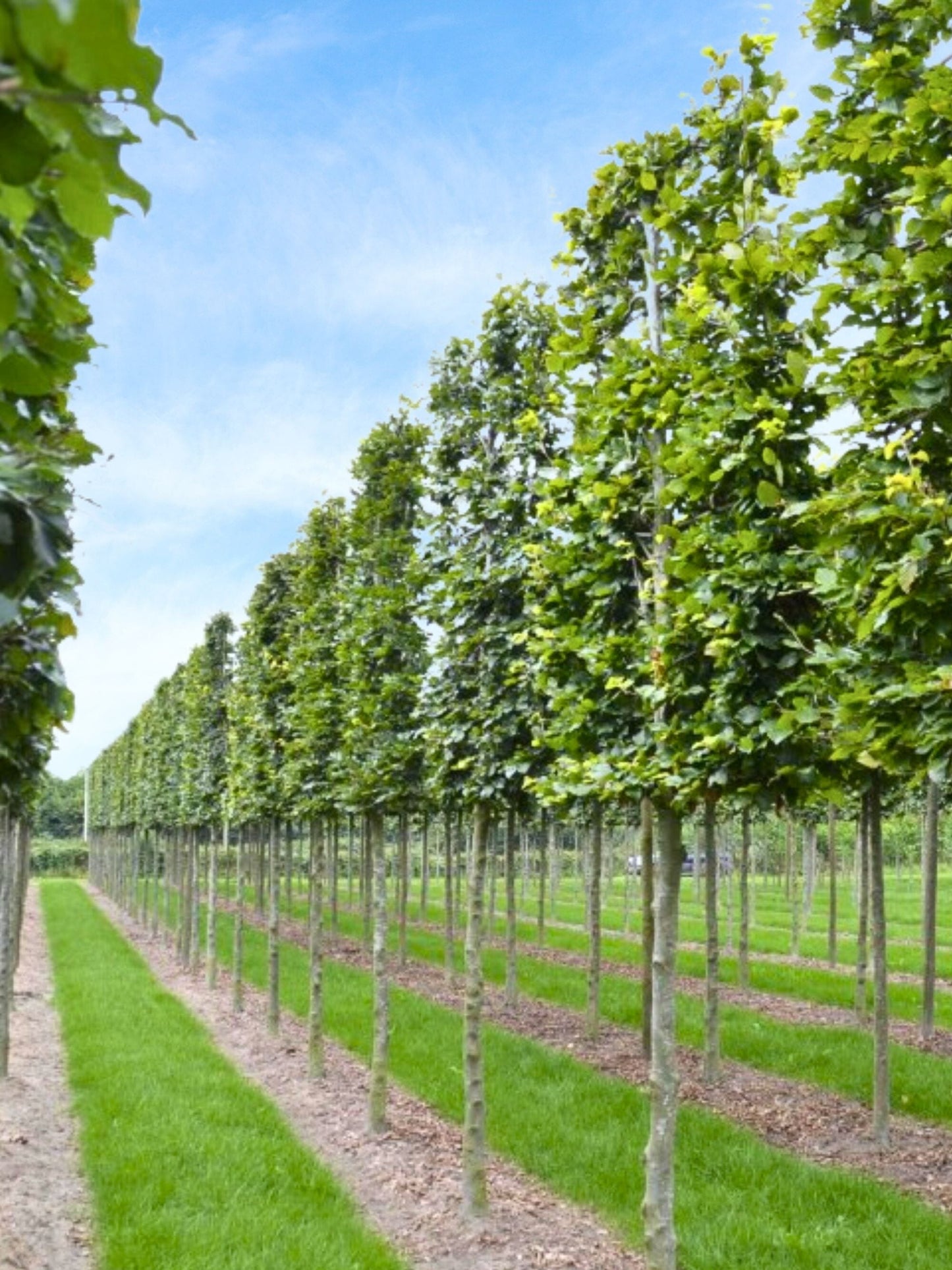 Ultra-Mature Beech Pleached Tree [Fagus sylvatica] for Privacy Screening | Mature Pleached Trees