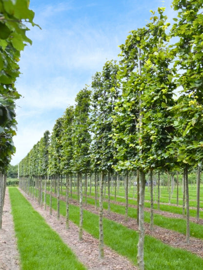 Ultra-Mature Beech Pleached Tree [Fagus sylvatica] for Privacy Screening | Mature Pleached Trees