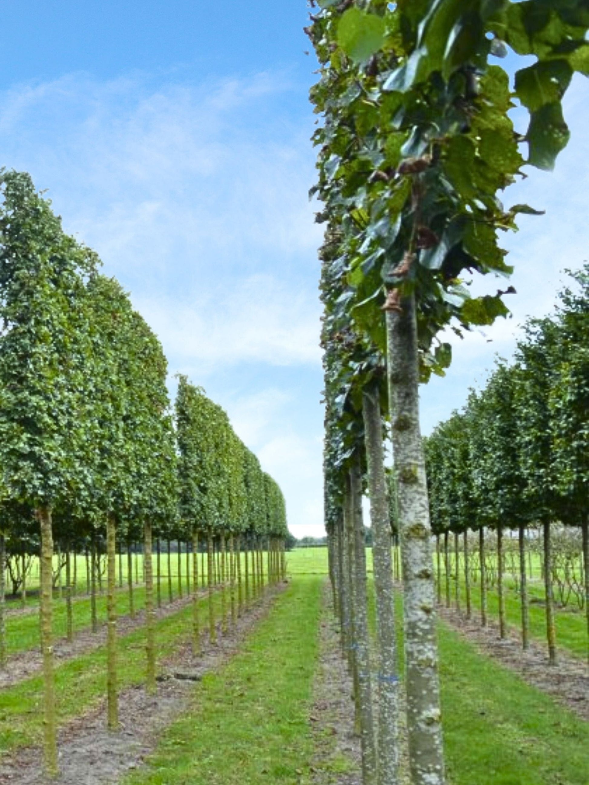 Ultra-Mature Field Maple Pleached Tree [Acer Campestre] for Privacy Screening | Mature Pleached Trees