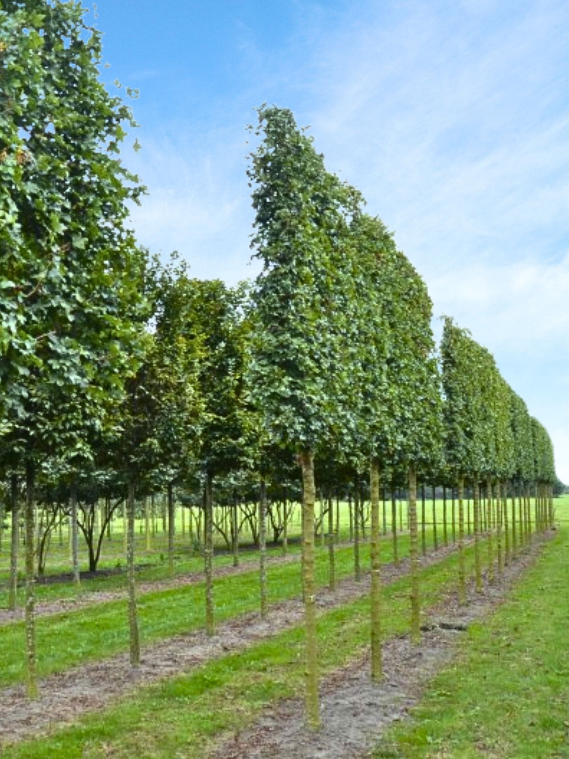 Ultra-Mature Field Maple Pleached Tree [Acer Campestre] for Privacy Screening | Mature Pleached Trees